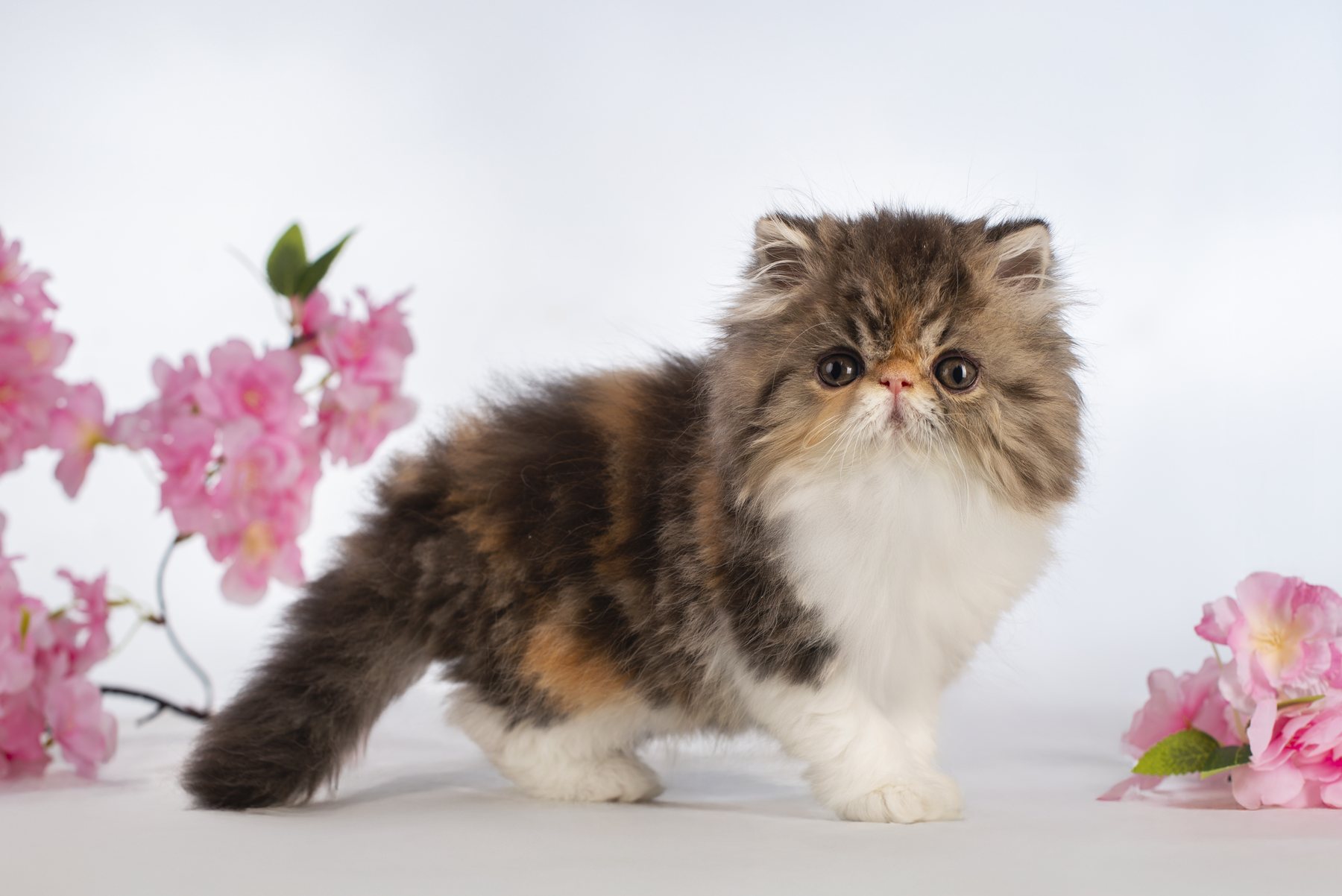 Кошка с цветами